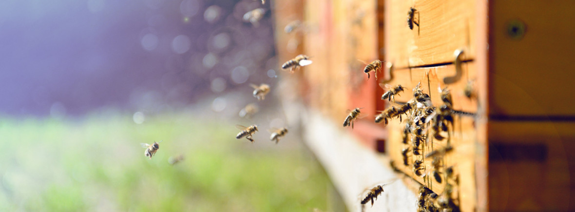 media.select-riccione-adotta-alveare-slide1