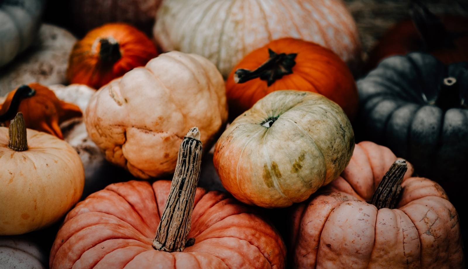 media.Cover_Select_Halloween 1