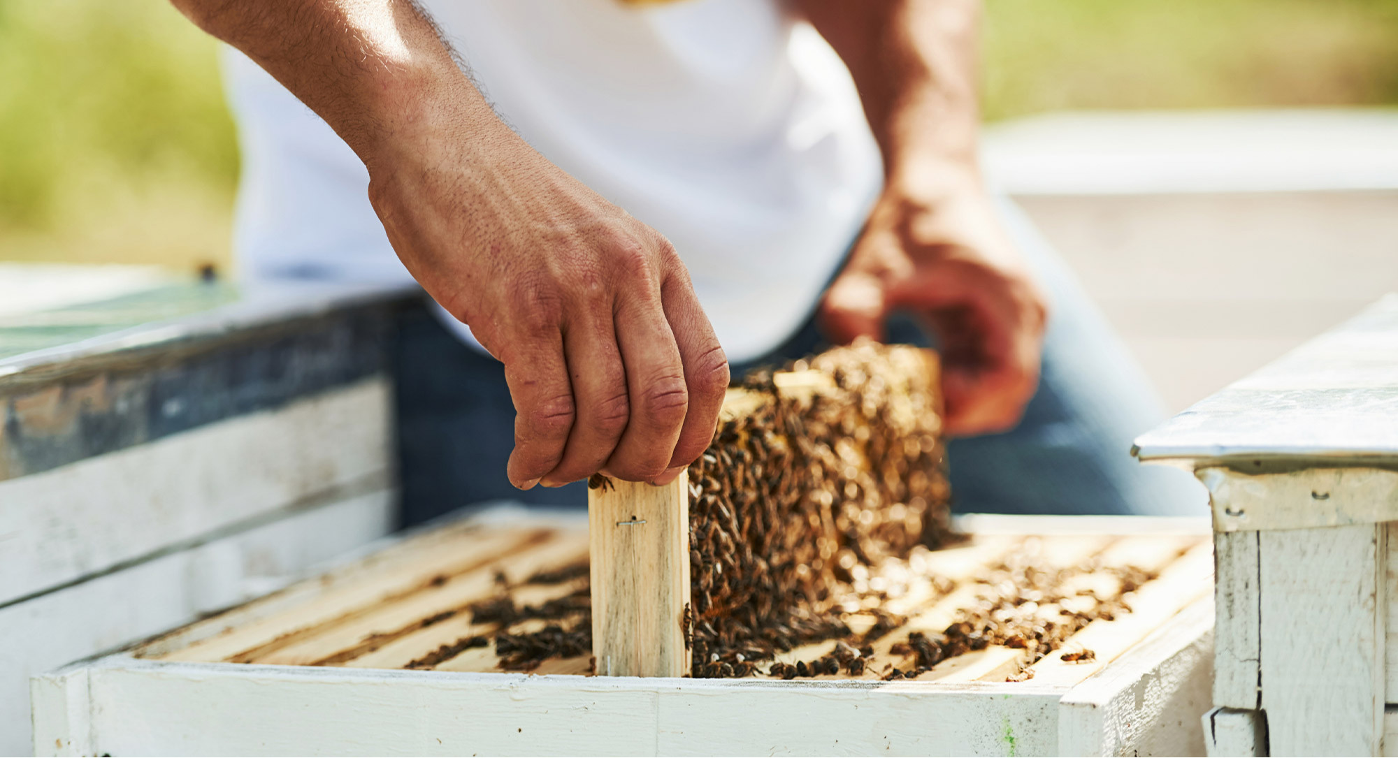 media.select-riccione-adotta-alveare-slide3