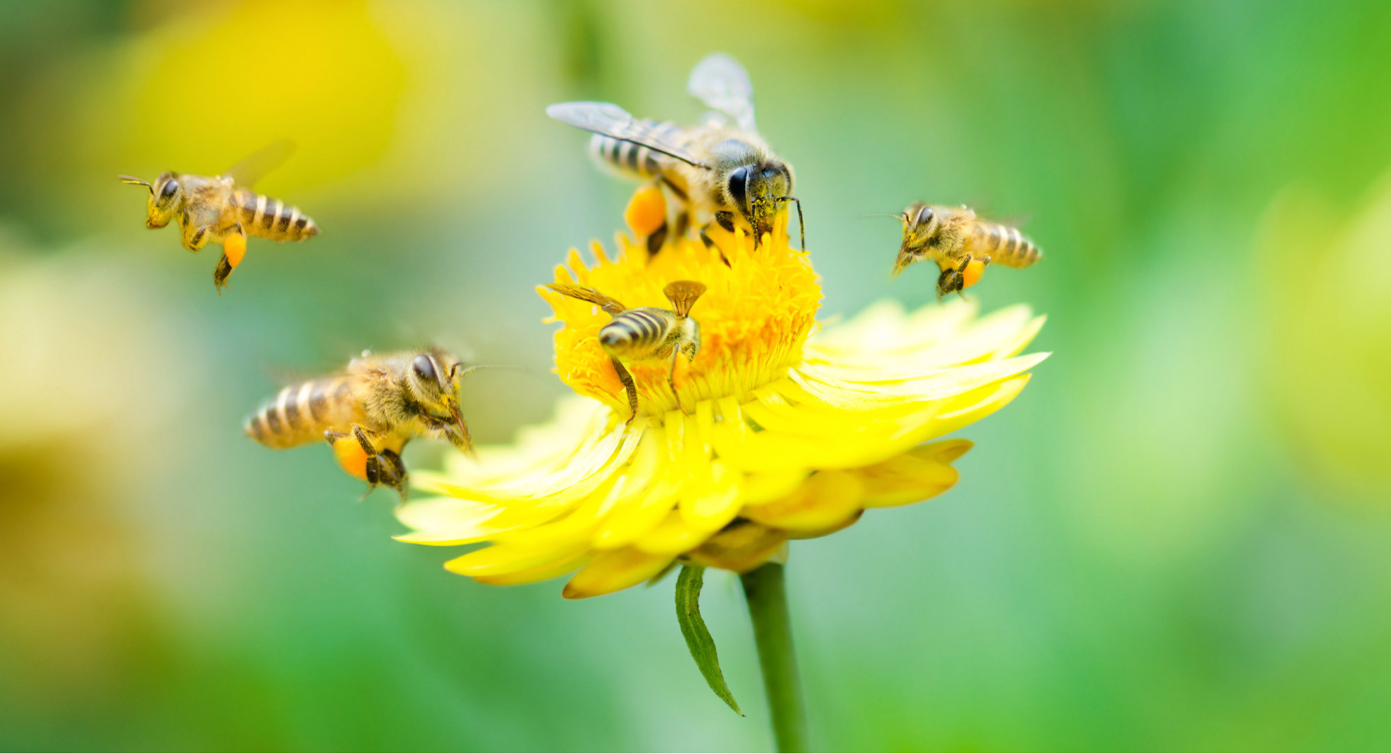 media.select-riccione-adotta-alveare-slide2